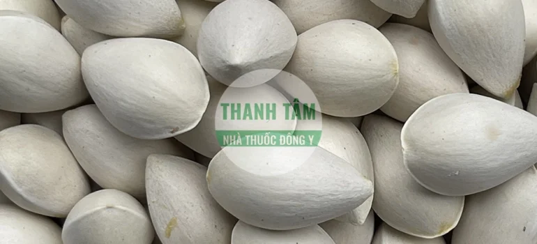 Vị thuốc Bạch quả | Cửa Hàng Dược Liệu Thanh Tâm