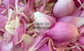 Vị thuốc Cánh sen tươi | Cửa Hàng Dược Liệu Thanh Tâm