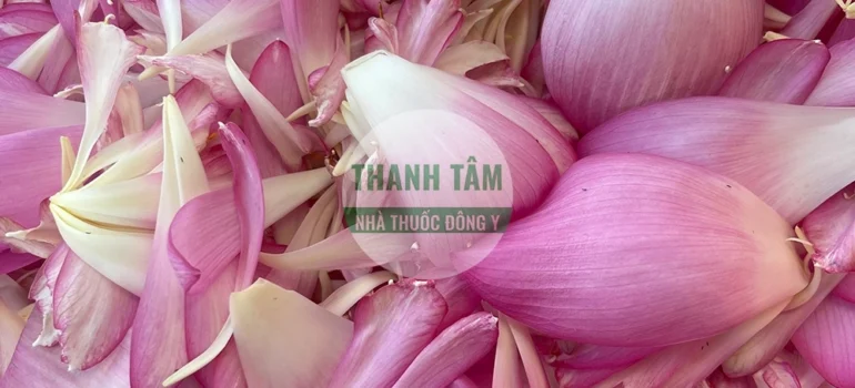 Vị thuốc Cánh sen tươi | Cửa Hàng Dược Liệu Thanh Tâm