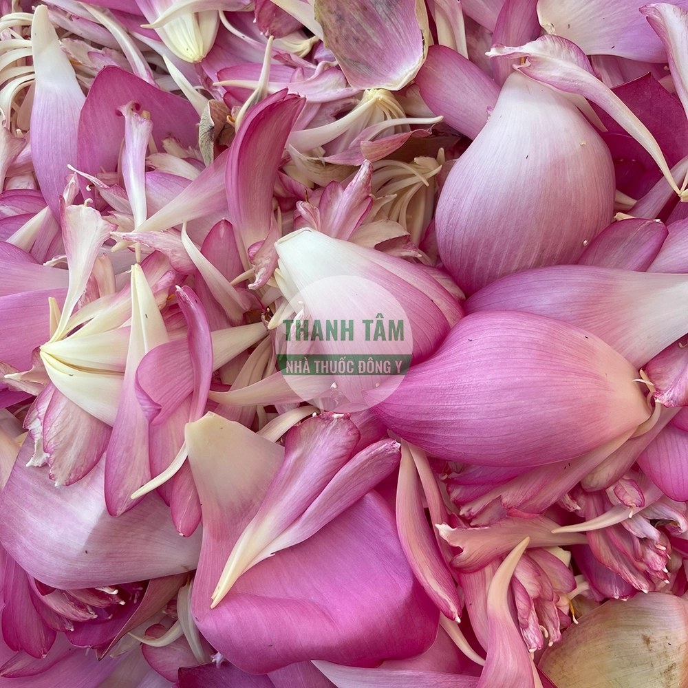 Cánh sen – vị thuốc thanh tâm và hóa ứ trong Đông y