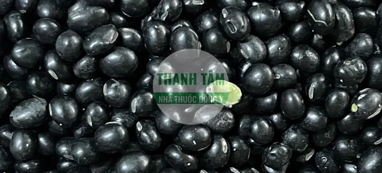 Vị thuốc Đậu đen lòng xanh | Cửa Hàng Dược Liệu Thanh Tâm