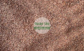 Vị thuốc Hạt đình lịch Ngũ hạt | Cửa Hàng Dược Liệu Thanh Tâm