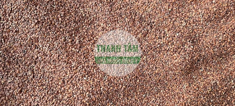 Vị thuốc Hạt đình lịch Ngũ hạt | Cửa Hàng Dược Liệu Thanh Tâm