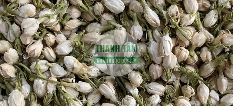 Vị thuốc Hoa nhài nụ | Cửa Hàng Dược Liệu Thanh Tâm
