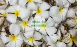 Vị thuốc Hoa đại Hoa sứ tươi | Cửa Hàng Dược Liệu Thanh Tâm