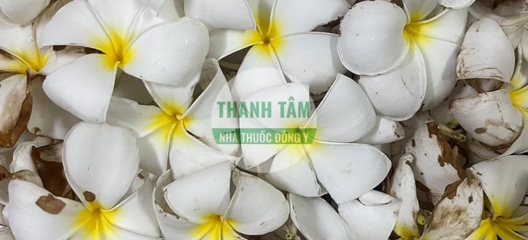 Vị thuốc Hoa đại Hoa sứ tươi | Cửa Hàng Dược Liệu Thanh Tâm