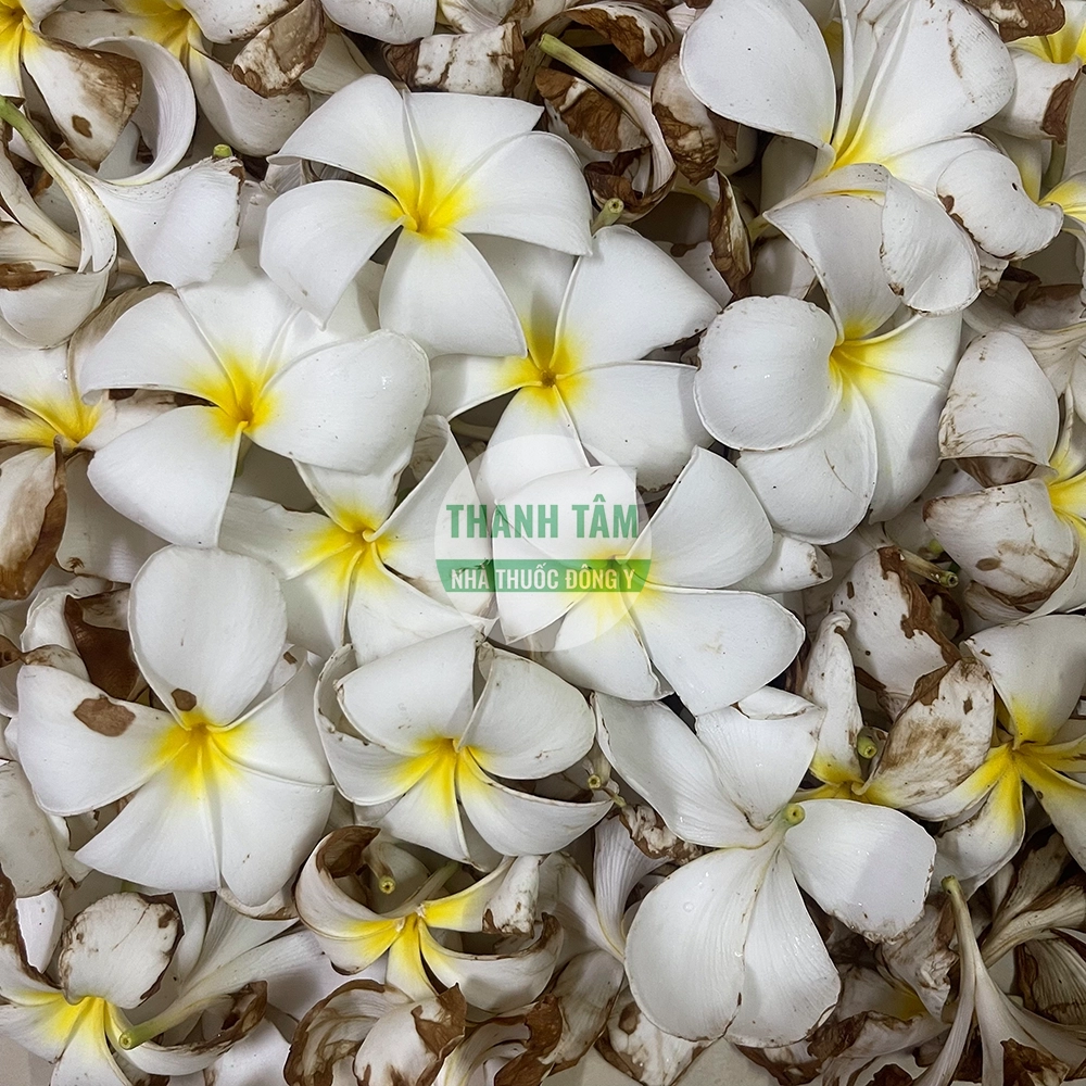 Hoa sứ Hoa đại – dược liệu Flos Plumeriae rubrae