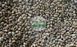 Vị thuốc Nữ trinh tử | Cửa Hàng Dược Liệu Thanh Tâm