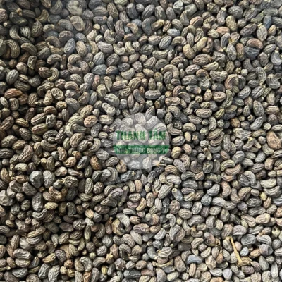 Vị thuốc Nữ trinh tử | Cửa Hàng Dược Liệu Thanh Tâm
