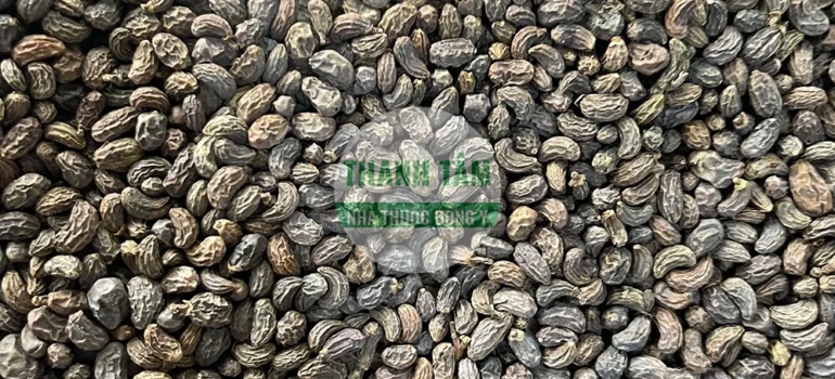 Vị thuốc Nữ trinh tử | Cửa Hàng Dược Liệu Thanh Tâm