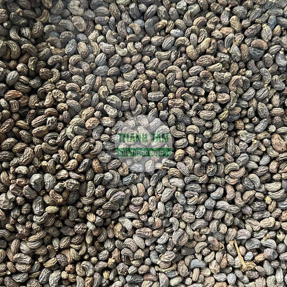 Nữ trinh tử – vị thuốc bổ Can Thận và dưỡng âm trong Đông y