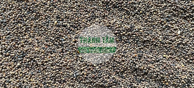 Vị thuốc Thỏ ty tử | Cửa Hàng Dược Liệu Thanh Tâm