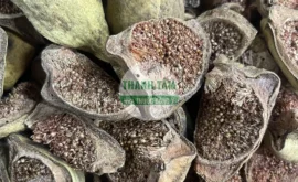 Vị thuốc Vương bất lưu hành loại tốt | Cửa Hàng Dược Liệu Thanh Tâm