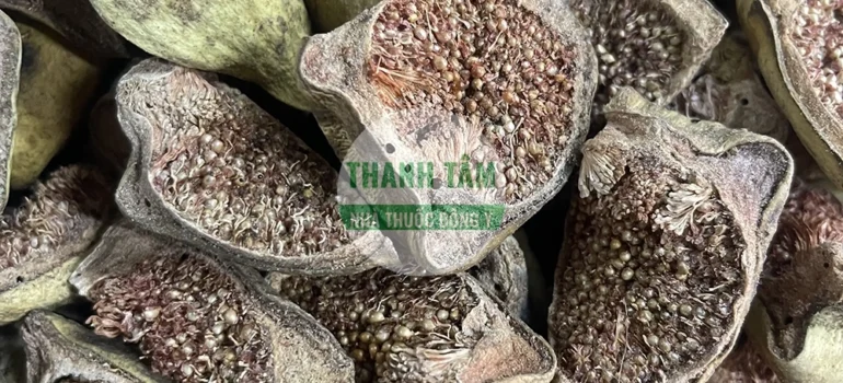 Vị thuốc Vương bất lưu hành loại tốt | Cửa Hàng Dược Liệu Thanh Tâm