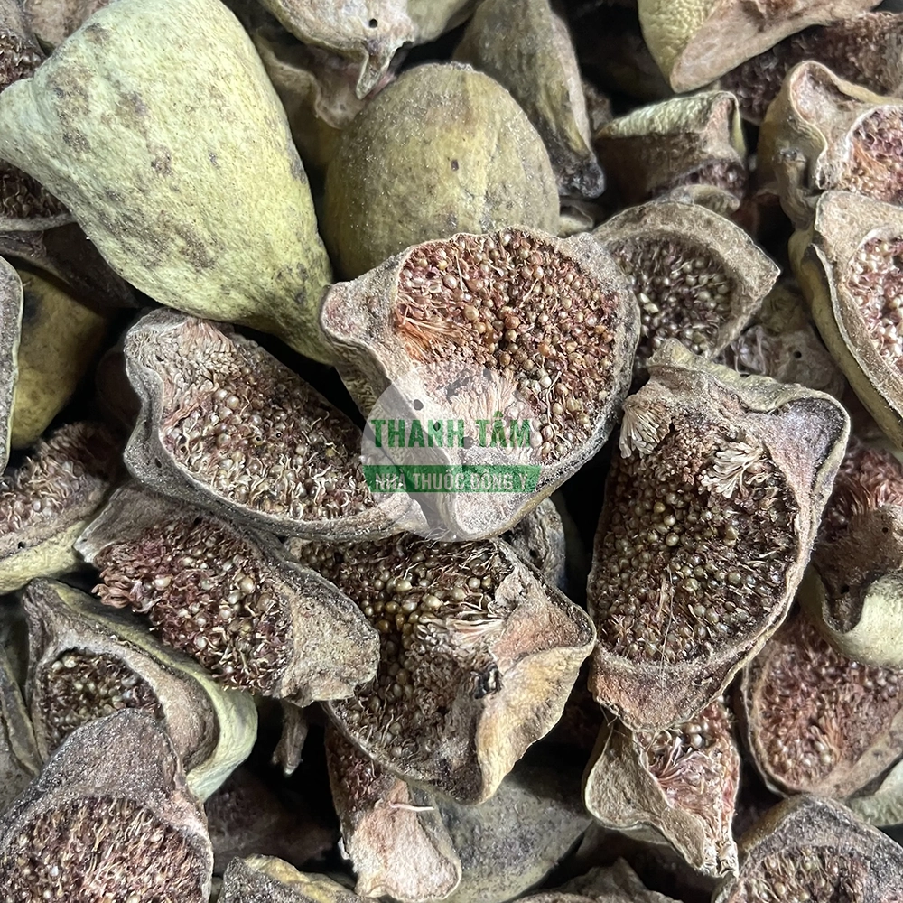 Vaccaria seeds – Wang Bu Liu Xing herb traditionally used to promote Blood movement and support lactation
