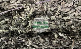 Vị thuốc Bạc hà thảo cắt ngắn | Cửa Hàng Dược Liệu Thanh Tâm