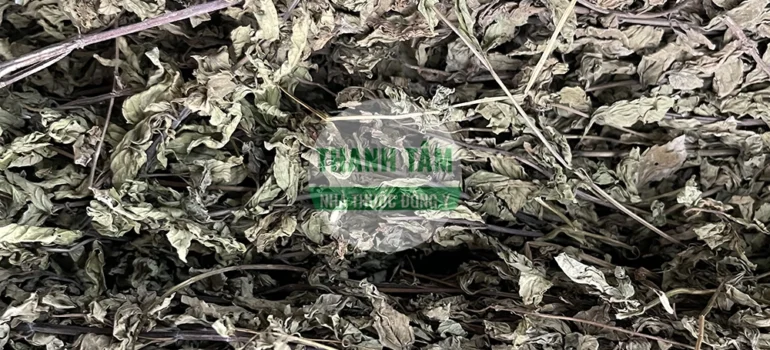 Vị thuốc Bạc hà thảo cắt ngắn | Cửa Hàng Dược Liệu Thanh Tâm
