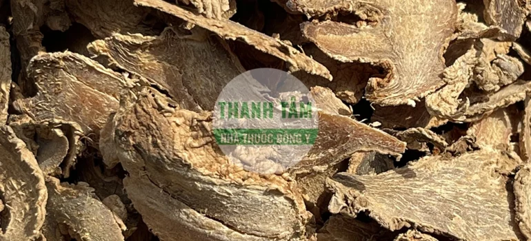 Vị thuốc Can khương Gừng khô phiến | Cửa Hàng Dược Liệu Thanh Tâm
