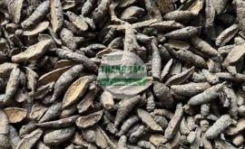 Vị thuốc Hương phụ bắc phiến | Cửa Hàng Dược Liệu Thanh Tâm