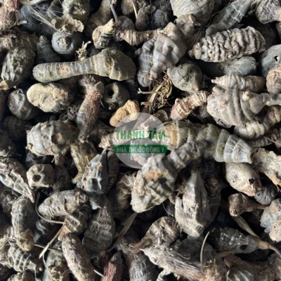 Vị thuốc Hương phụ nam củ | Cửa Hàng Dược Liệu Thanh Tâm