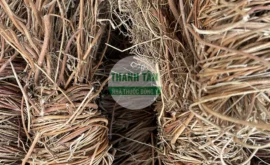 Vị thuốc Kê cốt thảo tốt | Cửa Hàng Dược Liệu Thanh Tâm