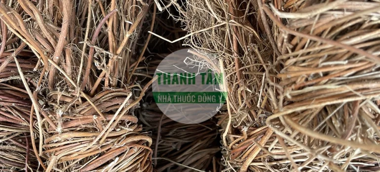 Vị thuốc Kê cốt thảo tốt | Cửa Hàng Dược Liệu Thanh Tâm