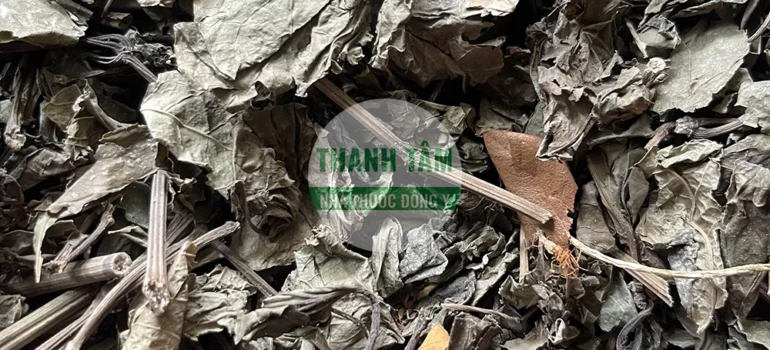 Vị thuốc Lá lốt | Cửa Hàng Dược Liệu Thanh Tâm