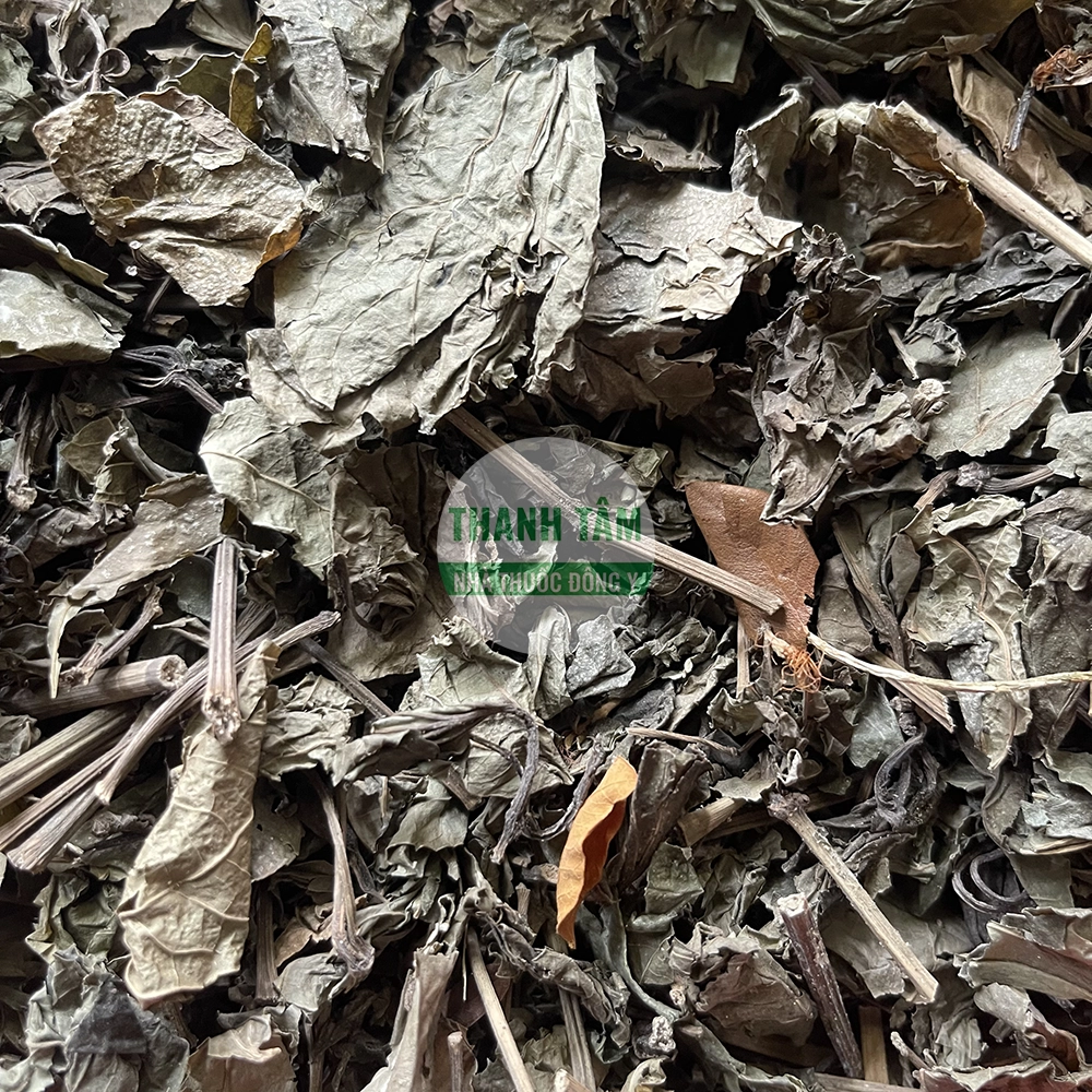 Lá lốt Piper lolot dược liệu Đông y