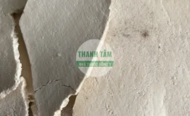Vị thuốc Phục thần | Cửa Hàng Dược Liệu Thanh Tâm