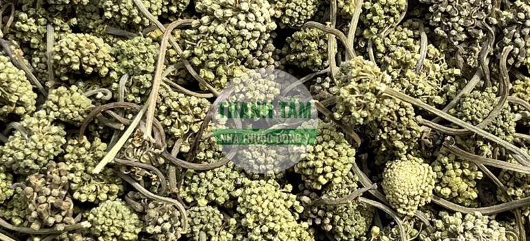 Vị thuốc Tam thất nụ hoa | Cửa Hàng Dược Liệu Thanh Tâm