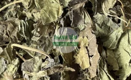 Vị thuốc Tang diệp | Cửa Hàng Dược Liệu Thanh Tâm