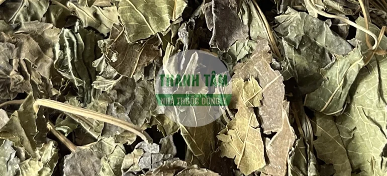 Vị thuốc Tang diệp | Cửa Hàng Dược Liệu Thanh Tâm