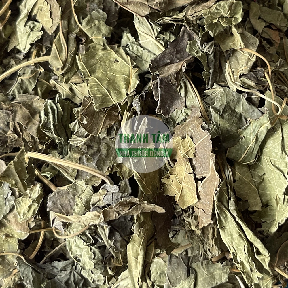 Tang diệp Folium Mori lá dâu tằm dược liệu Đông y