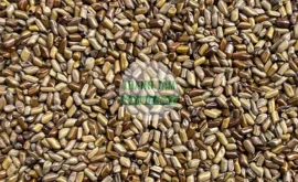 Vị thuốc Thảo quyết minh | Cửa Hàng Dược Liệu Thanh Tâm