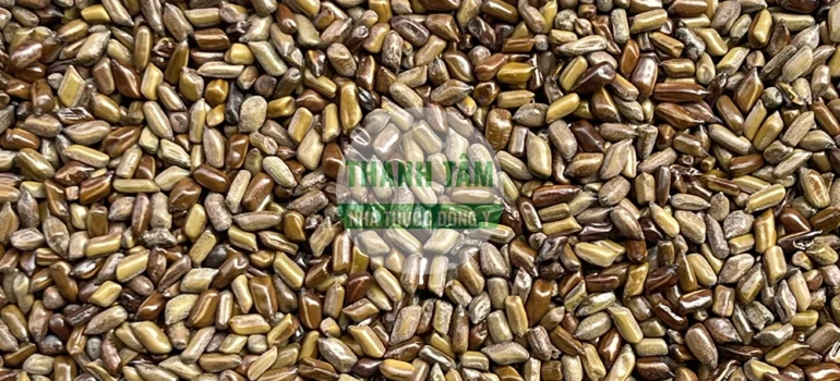 Vị thuốc Thảo quyết minh | Cửa Hàng Dược Liệu Thanh Tâm