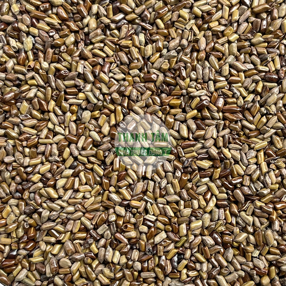Thảo quyết minh Semen Sennae torae Quyết minh tử dược liệu Đông y