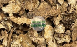 Vị thuốc Thương truật Song truật phiến | Cửa Hàng Dược Liệu Thanh Tâm