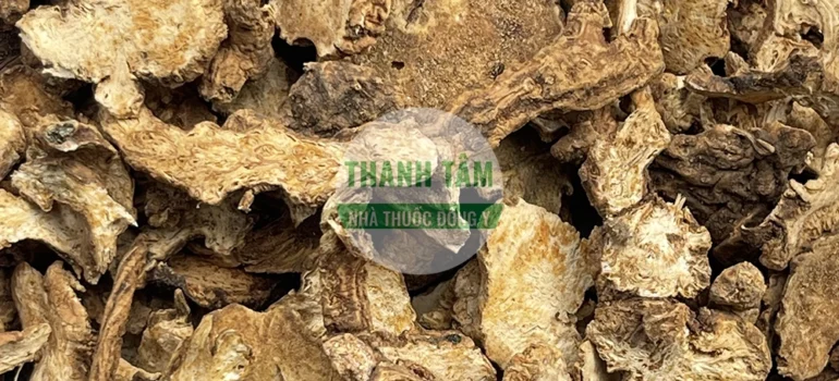 Vị thuốc Thương truật Song truật phiến | Cửa Hàng Dược Liệu Thanh Tâm