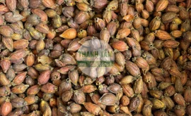Vị thuốc Chi tử | Cửa Hàng Dược Liệu Thanh Tâm