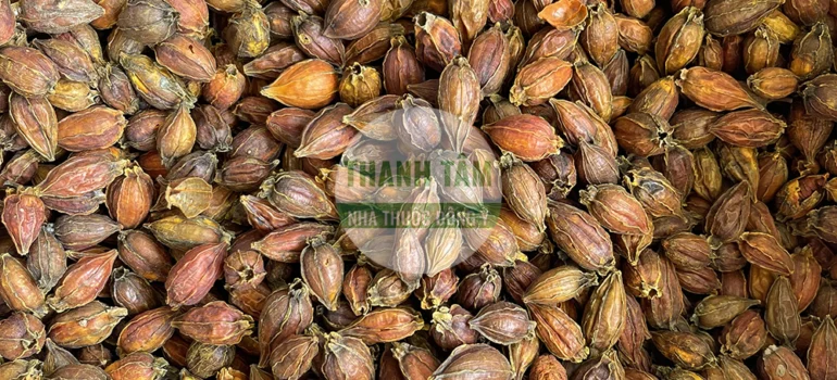Vị thuốc Chi tử | Cửa Hàng Dược Liệu Thanh Tâm