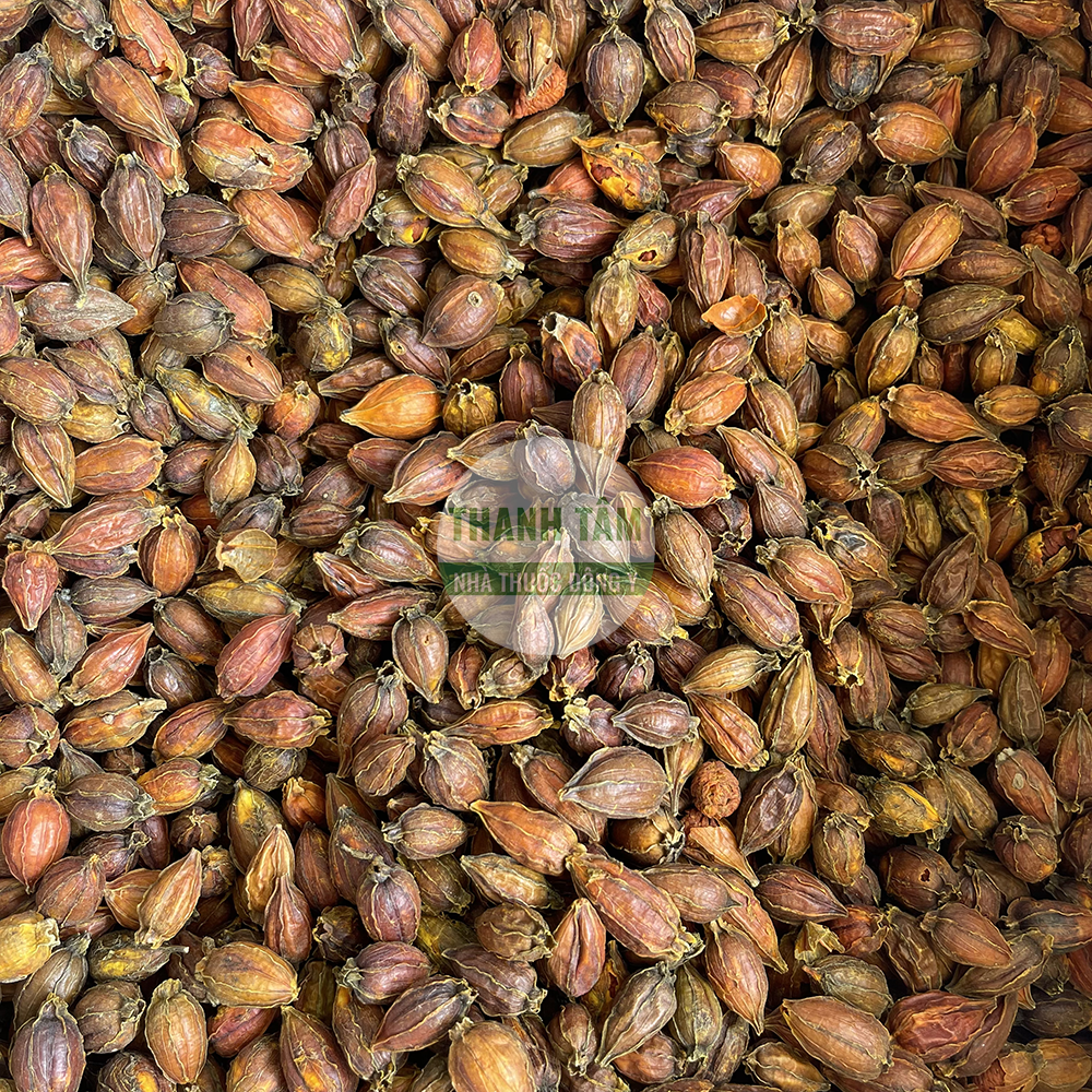 Chi tử Gardenia jasminoides Fructus Gardeniae dược liệu Đông y