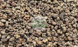 Vị thuốc Ngô thù du | Cửa Hàng Dược Liệu Thanh Tâm