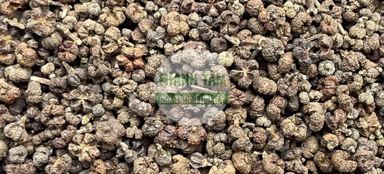 Vị thuốc Ngô thù du | Cửa Hàng Dược Liệu Thanh Tâm