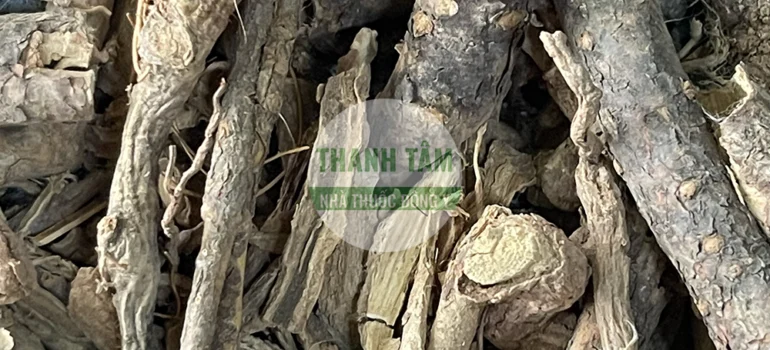 Vị thuốc Ngũ gia bì chân chim | Cửa Hàng Dược Liệu Thanh Tâm
