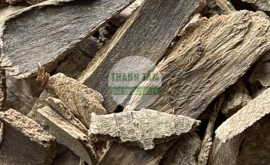 Vị thuốc Ngũ gia bì gai | Cửa Hàng Dược Liệu Thanh Tâm