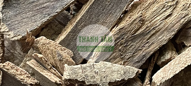 Vị thuốc Ngũ gia bì gai | Cửa Hàng Dược Liệu Thanh Tâm