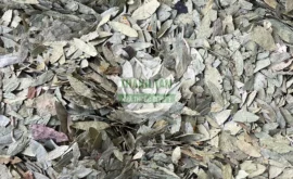 Vị thuốc Phan tả diệp | Cửa Hàng Dược Liệu Thanh Tâm