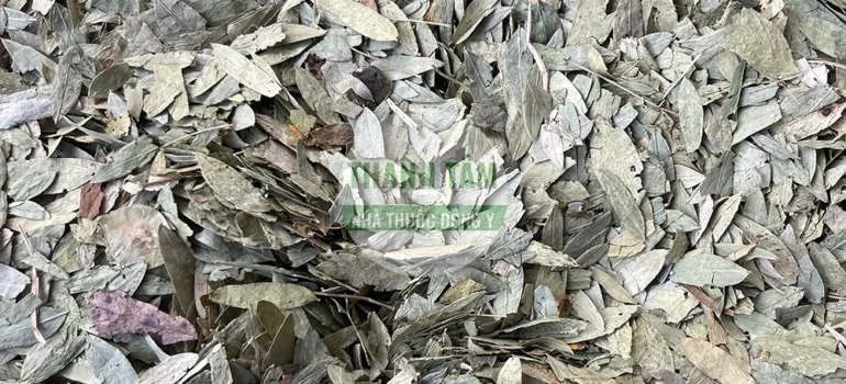 Vị thuốc Phan tả diệp | Cửa Hàng Dược Liệu Thanh Tâm
