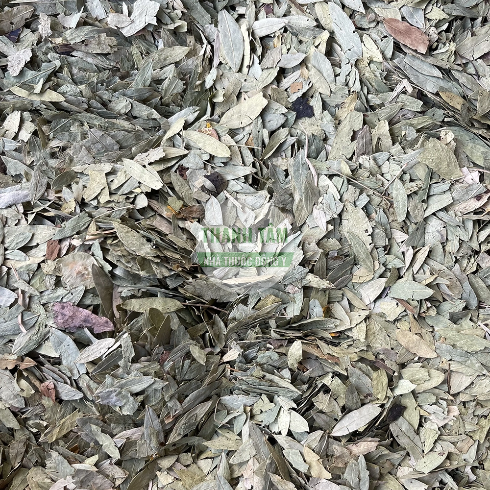 Senna Leaf Fan Xie Ye used in TCM