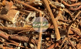 Vị thuốc Tang bạch bì | Cửa Hàng Dược Liệu Thanh Tâm
